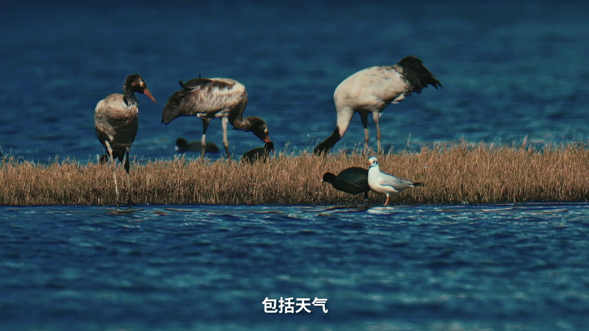 按下暂停，躺平 (2020)