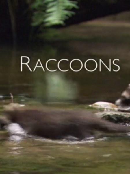 浣熊：新欧洲人 Raccoons: The New Europeans (2012)