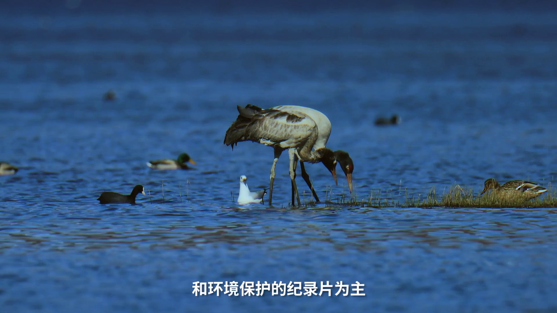 按下暂停，躺平 (2020)