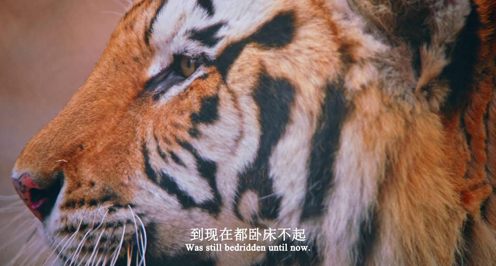 寒冰白血 (2025)